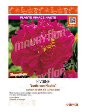 PAEONIA lactiflora Louis van Houtte voir PIVOINE