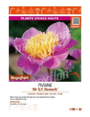 PAEONIA lactiflora Mr G.F. Hemerik voir PIVOINE