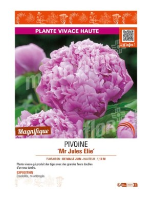PAEONIA lactiflora Mr Jules Elie voir PIVOINE