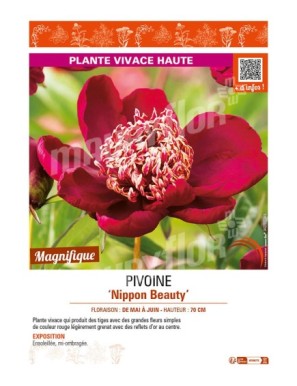 PAEONIA lactiflora Nippon Beauty voir PIVOINE