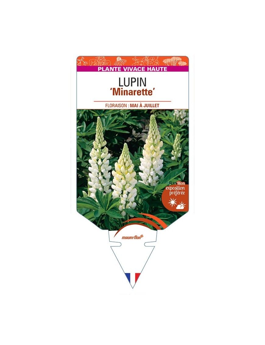 LUPINUS 'Minarette'  (blanc) *