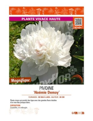 PAEONIA lactiflora Noémie Demay voir PIVOINE