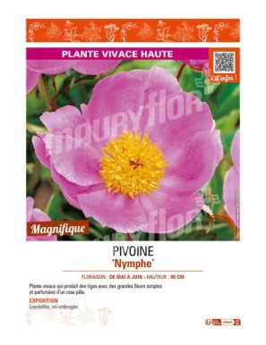PAEONIA lactiflora Nymphe voir PIVOINE