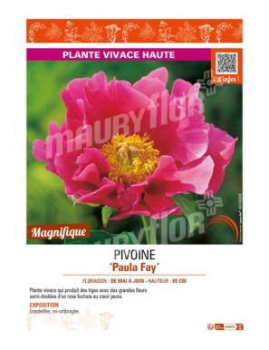 PAEONIA lactiflora Paula Fay voir PIVOINE