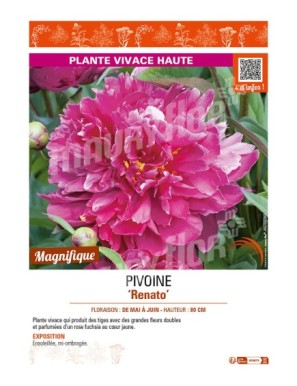 PAEONIA lactiflora Renato voir PIVOINE