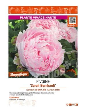 PAEONIA lactiflora Sarah Bernhardt voir PIVOINE