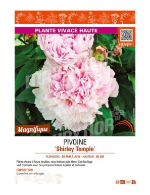 PAEONIA lactiflora Shirley Temple voir PIVOINE