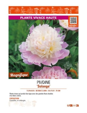 PAEONIA lactiflora Solange voir PIVOINE