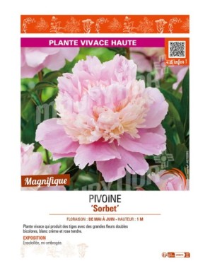 PAEONIA lactiflora Sorbet voir PIVOINE