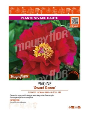 PAEONIA lactiflora Sword Dance voir PIVOINE