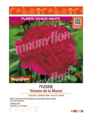 PAEONIA lactiflora Victoire de la Marne voir PIVOINE