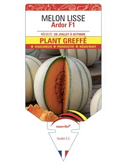 MELON ARDOR PLANT GREFFÉ