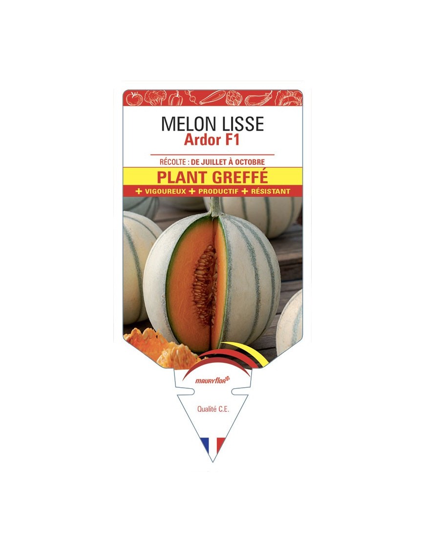 MELON ARDOR PLANT GREFFÉ