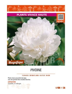 PAEONIA lactiflora voir PIVOINE (double blanc)