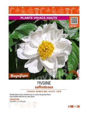 PAEONIA suffruticosa voir PIVOINE (semi-double blanche à cœur jaune)