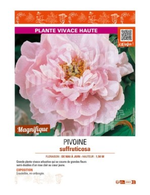PAEONIA suffruticosa voir PIVOINE (semi-double rose clair à cœur jaune)