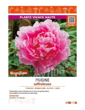 PAEONIA suffruticosa voir PIVOINE (semi-double rose foncé à cœur jaune)