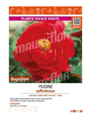 PAEONIA suffruticosa voir PIVOINE (semi-double rouge clair à cœur jaune)