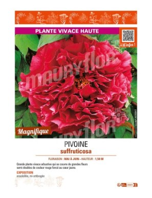 PAEONIA suffruticosa voir PIVOINE (semi-double rouge foncé à cœur jaune)