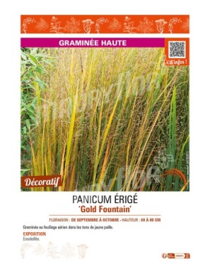 PANICUM virgatum Gold Fountain voir PANIC ÉRIGÉ