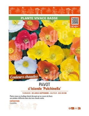PAPAVER nudicaule Pulchinella mix voir PAVOT d’Islande