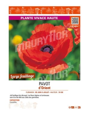 PAPAVER orientale voir PAVOT d’Orient (rouge)