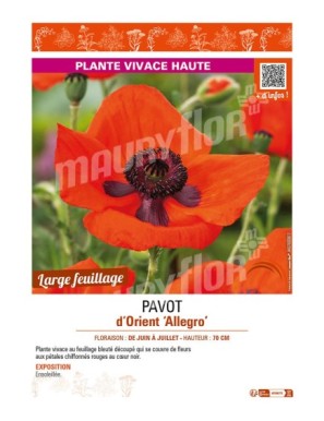 PAPAVER orientale Allegro voir PAVOT d’Orient