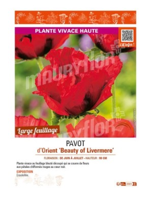 PAPAVER orientale Beauty of Livermere voir PAVOT d’Orient