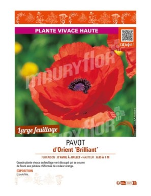 PAPAVER orientale Brilliant voir PAVOT d’Orient