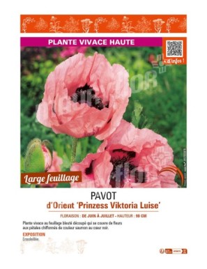 PAPAVER orientale Prinzess Viktoria Luise voir PAVOT d’Orient