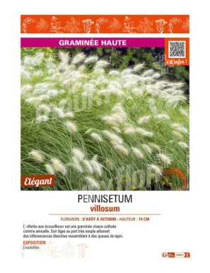 PENNISETUM villosum