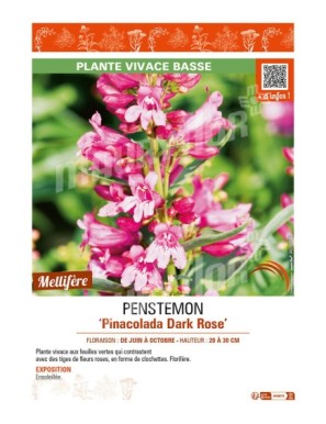 PENSTEMON (barbatus) Pinacolada Dark Rose