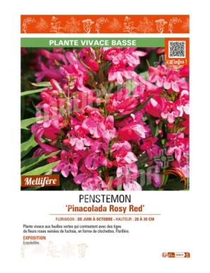 PENSTEMON (barbatus) Pinacolada Rosy Red