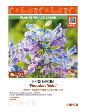 PENSTEMON (barbatus) Pinacolada Violet