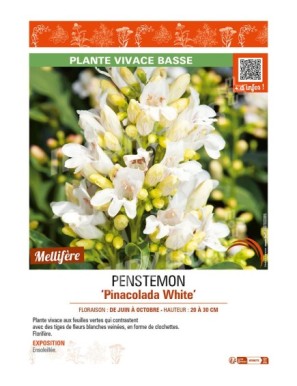 PENSTEMON (barbatus) Pinacolada white