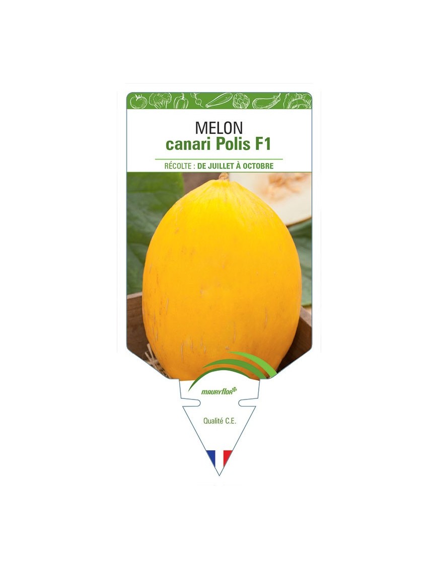 MELON CANARI POLIS F1