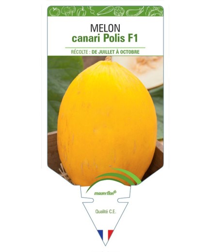 MELON CANARI POLIS F1