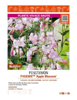 PENSTEMON (hartwegii) PHOENIXTM Appleblossom