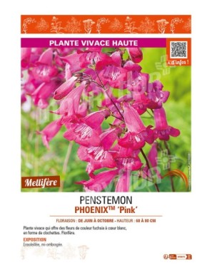 PENSTEMON (hartwegii) PHOENIXTM Pink