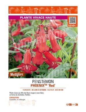 PENSTEMON (hartwegii) PHOENIXTM Red