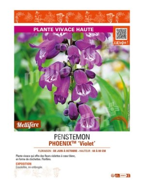 PENSTEMON (hartwegii) PHOENIXTM Violet