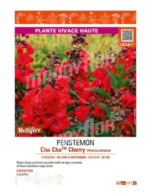 PENSTEMON (x hybrida) Cha ChaTM Cherry