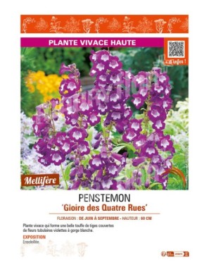 PENSTEMON (x hybrida) Gloire des Quatre Rues
