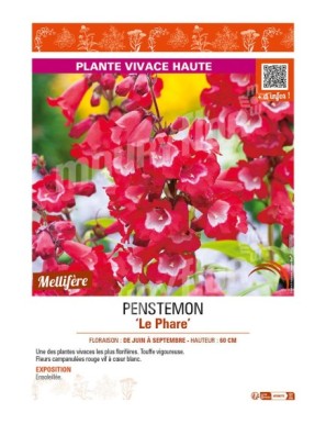 PENSTEMON (x hybrida) Le Phare