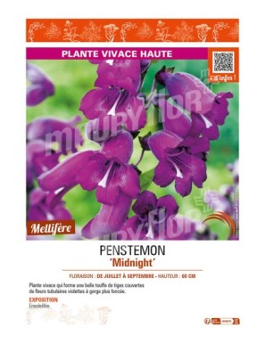 PENSTEMON (x hybrida) Midnight