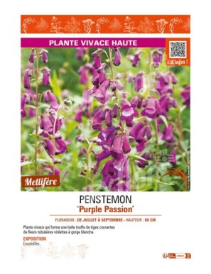 PENSTEMON (x hybrida) Purple Passion