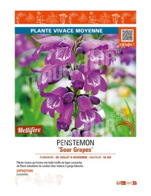 PENSTEMON (x hybrida) Sour Grapes