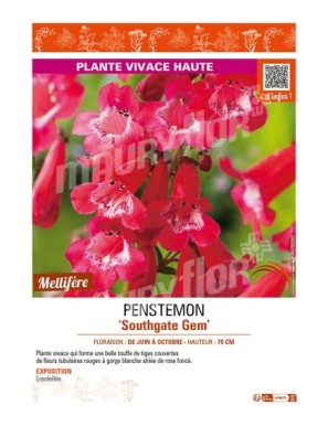 PENSTEMON (x hybrida) Southgate Gem