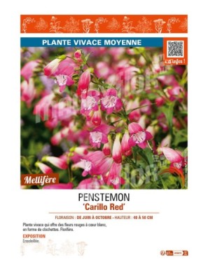 PENSTEMON (x mexicali) Carillo Red