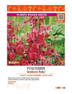PENSTEMON (x mexicali) Sunburst Ruby